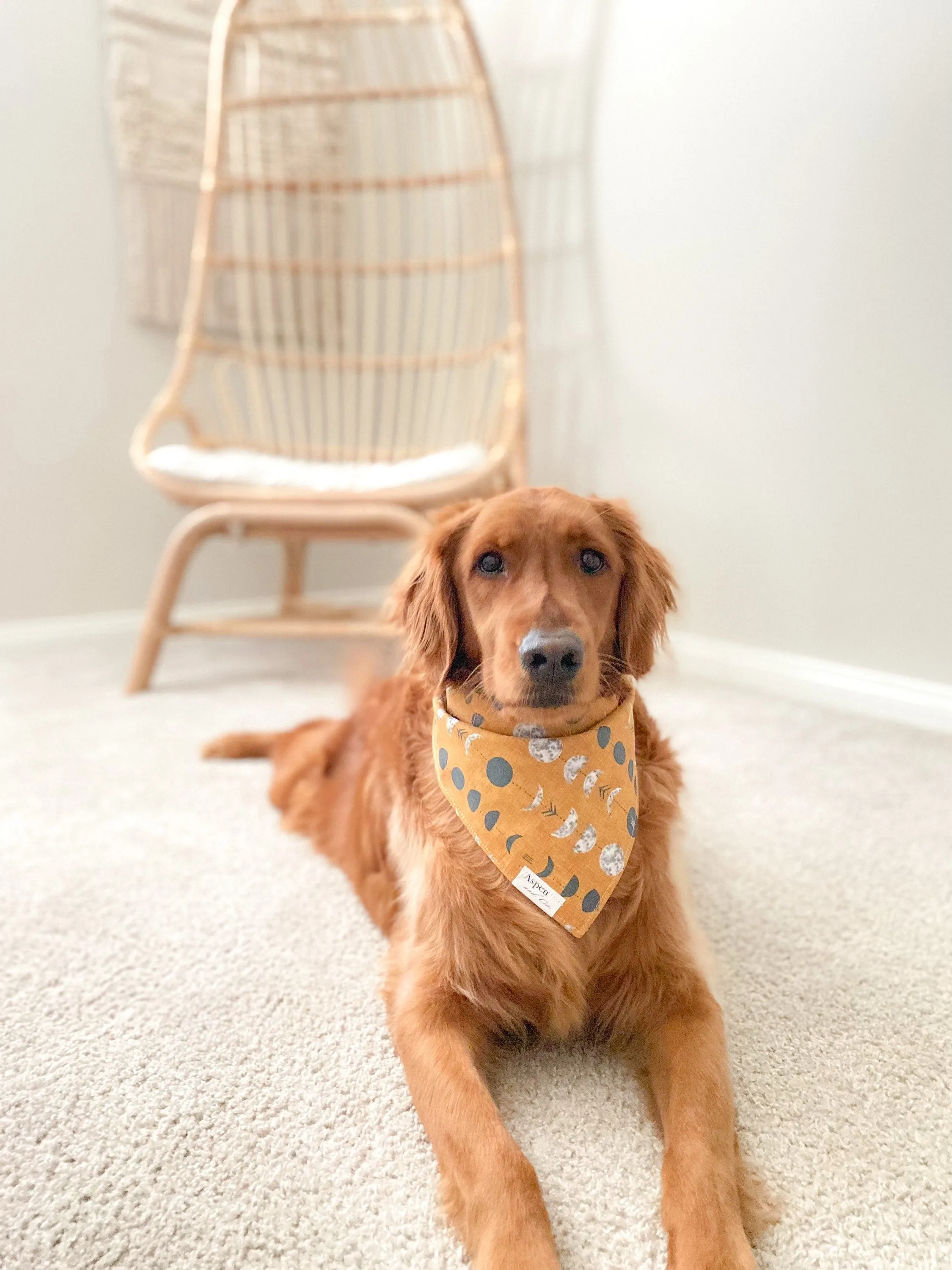 It's All a Phase - Dog Bandana