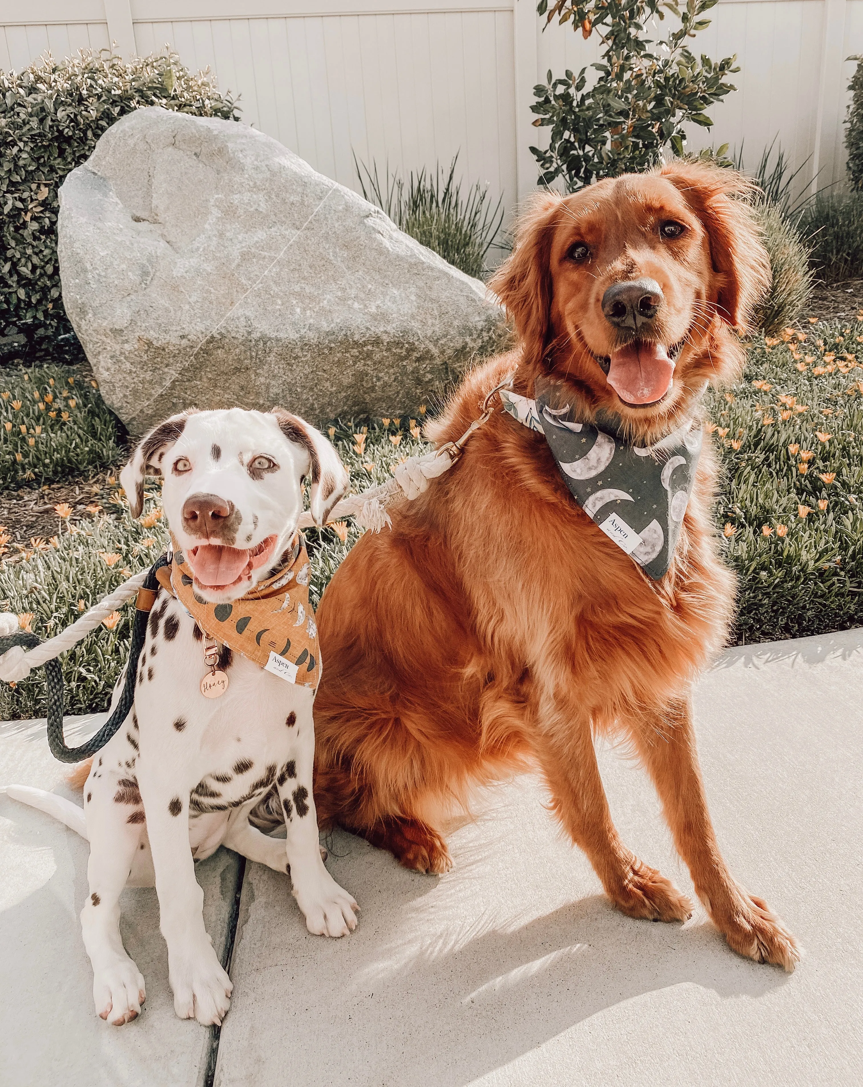 It's All a Phase - Dog Bandana